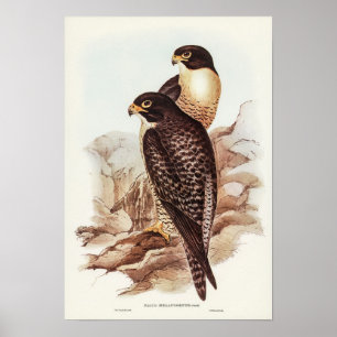 Poster Falcão de bochecha negra por Elizabeth Gould