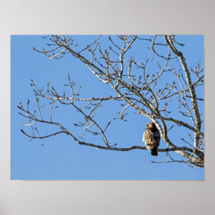 Poster Falcão-de-cauda-vermelha