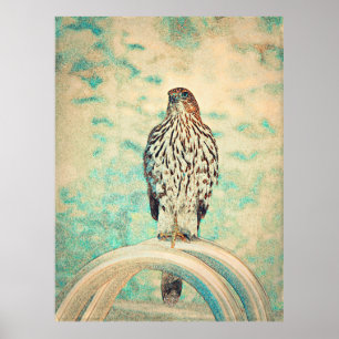 Poster Falcão de cauda vermelha