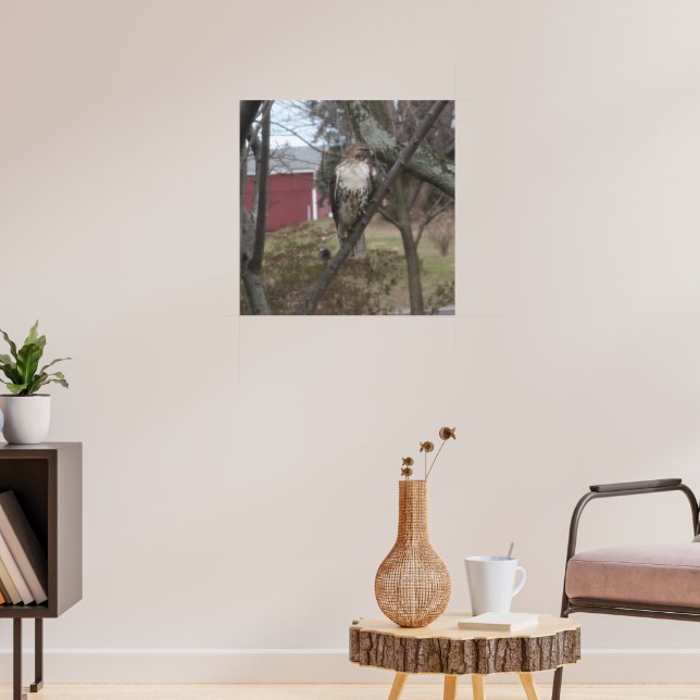 Poster Falcão-de-cauda-vermelha na Árvore (Sala de Estar 3)