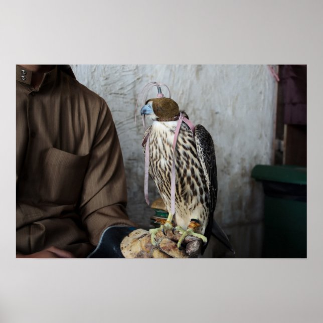 Póster Falcão de falcoaria (Frente)