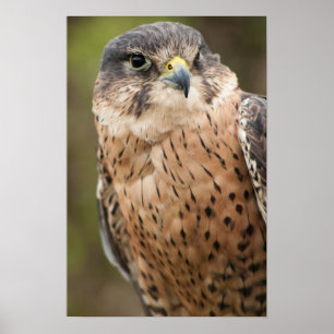 Póster Falcão de Lanner