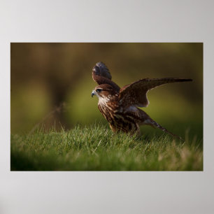 Poster Falcão de Merlin que toma o vôo