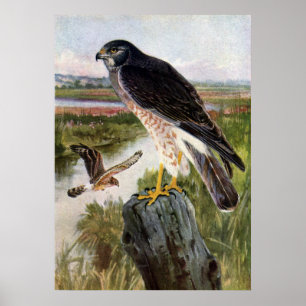 Póster Falcão de pântano