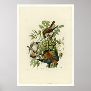 Poster Falcão de pardal americano