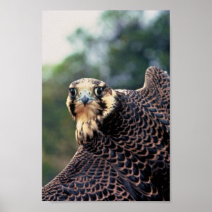 Póster Falcão de peregrino