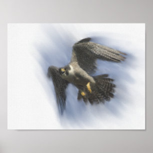 Póster Falcão de peregrino em vôo