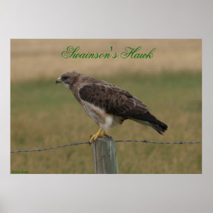 Póster Falcão-de-swainson E10