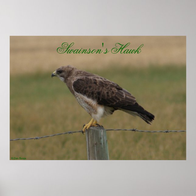 Póster Falcão-de-swainson E10 (Frente)