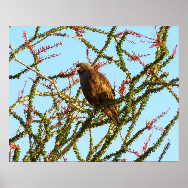 Póster Falcão imaturo de pele vermelha em Ocotillo Bush (Frente)