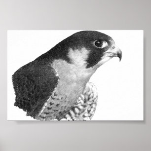 Póster Falcão-lápis peregrino