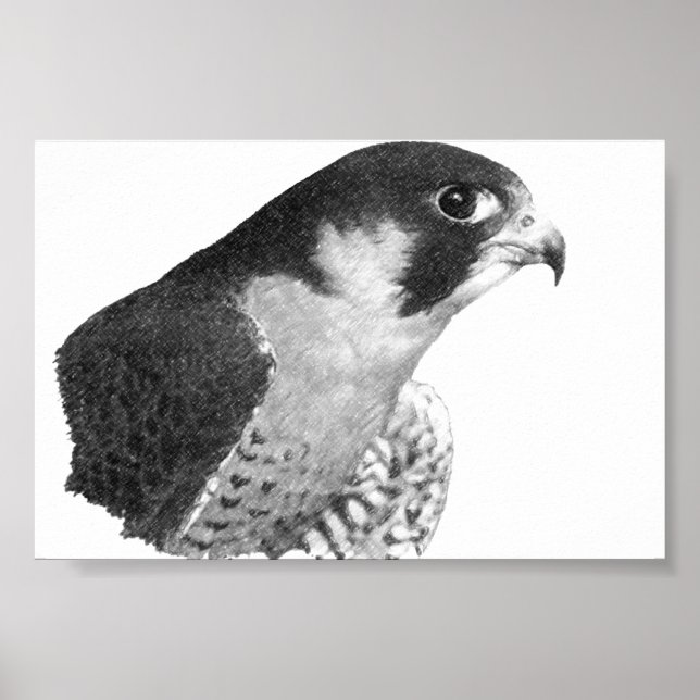 Póster Falcão-lápis peregrino (Frente)