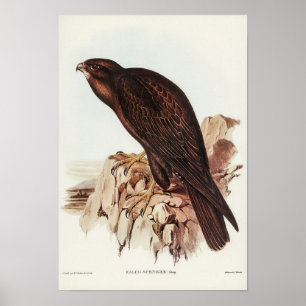 Poster Falcão Negro de Elizabeth Gould