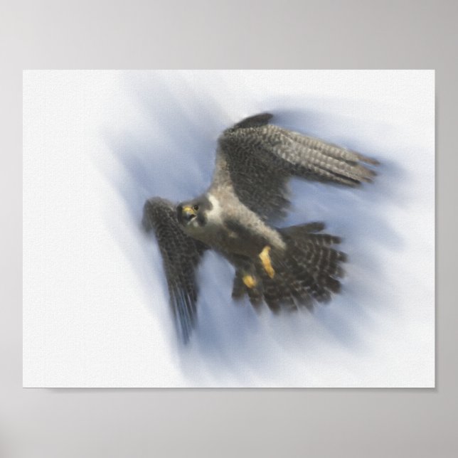 Póster Falcão-peregrino em Voo (Frente)