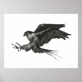 Póster Falcão Peregrino Preto e Branco Caneta e Tinta