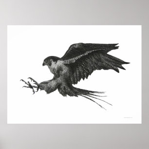 Póster Falcão Peregrino Preto e Branco Caneta e Tinta