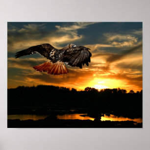 Póster Falcão vermelho da cauda no por do sol
