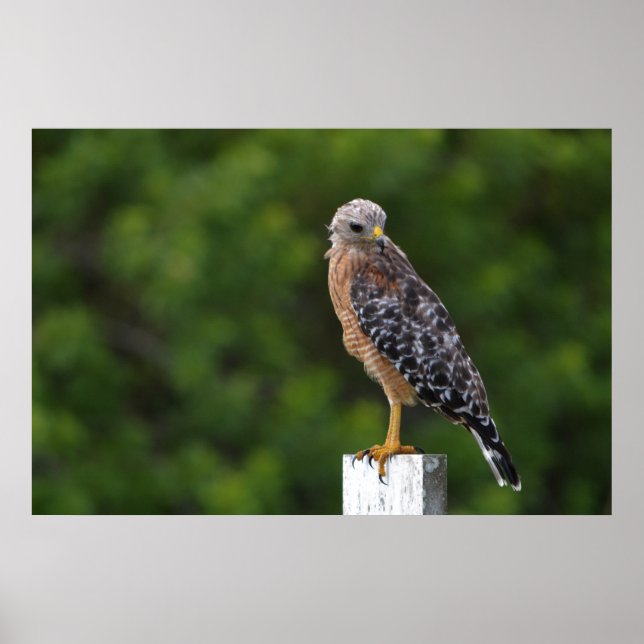 Poster Falcão Vermelho em Perch com Fundo Verde (Frente)