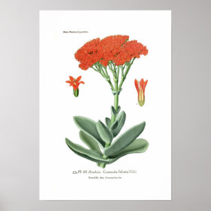 Póster Falcata do Crassula
