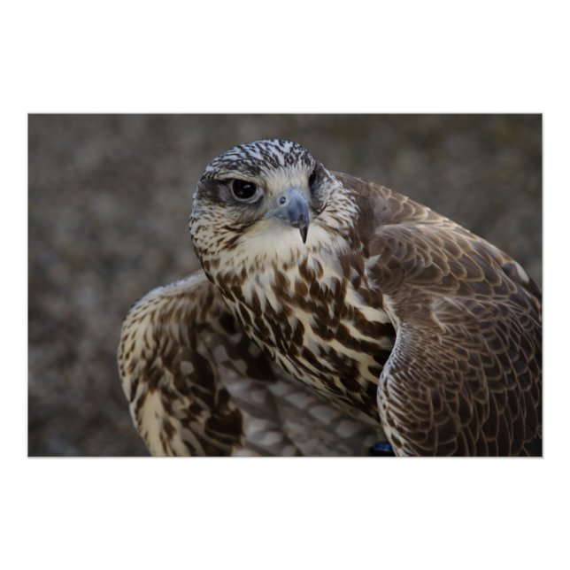 Póster Falco cherrug (Frente)