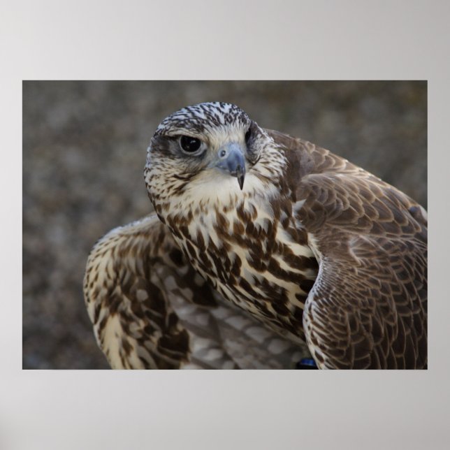 Póster Falco cherrug (Frente)