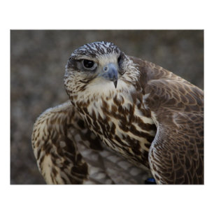 Póster Falco cherrug