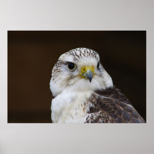 Póster Falco cherrug Portrait
