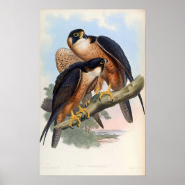 Póster Falco Peregrinator (Shaheen Falcon)