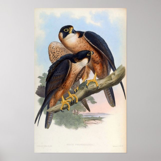Póster Falco Peregrinator (Shaheen Falcon) (Frente)