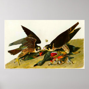 Poster Falcões-peregrinos John James Audubon 1838