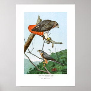 Póster falcões Vermelho-atado e do tanoeiro