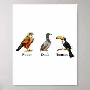 Poster Falcon Pato Tucano Aves Sutil Anti Trump