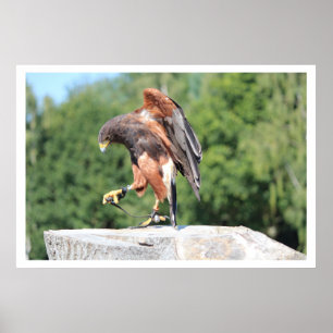 Póster Falconry Harris Hawk com Jesses
