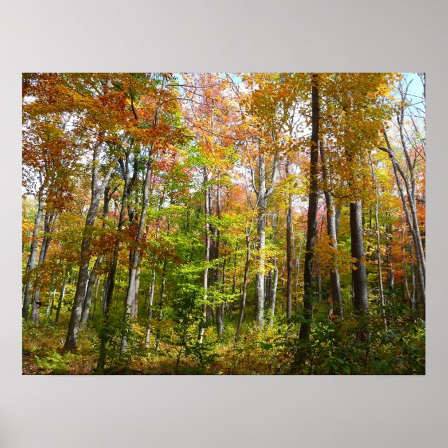 Poster Fall Forest I Autumn Landscape Photoshop (Frente)