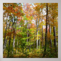 Fall Forest I Autumn Landscape Photoshop
