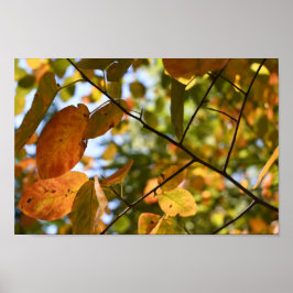 Poster Fall Leaf Autumn Deixa Sky Nature Fotografia