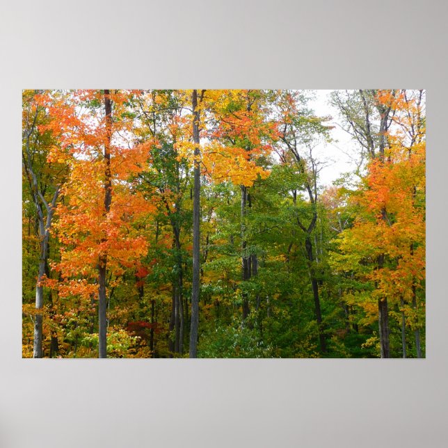 Póster Fall Maple Trees Autumn Nature Fotografia (Frente)