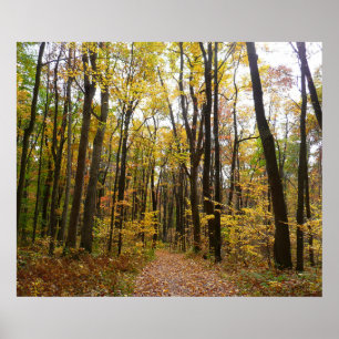 Póster Fall Trail and Ouro Leaves no Laurel Hill Park