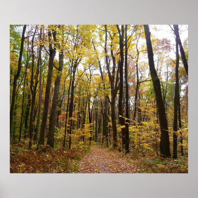 Póster Fall Trail and Ouro Leaves no Laurel Hill Park (Frente)
