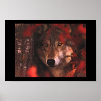Poster Fall wolf