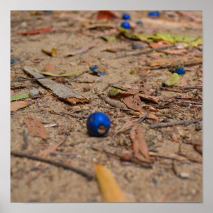 Poster Fallen Blueberry