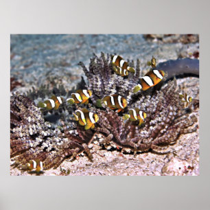 Poster Família Anenomefish de Clarke