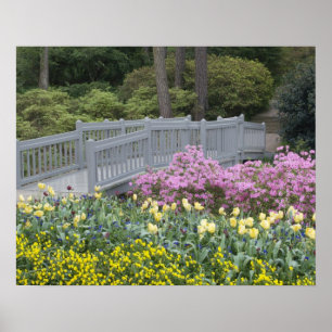 Póster Família Azaléia Heath (Ericaceae), Tulipa, e