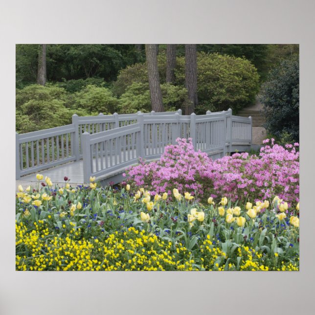 Póster Família Azaléia Heath (Ericaceae), Tulipa, e (Frente)