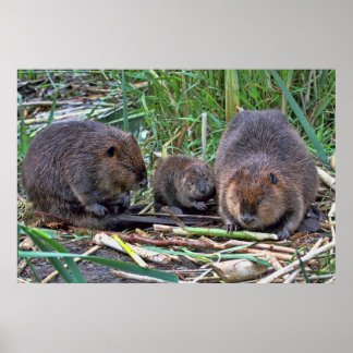Póster Família Beaver