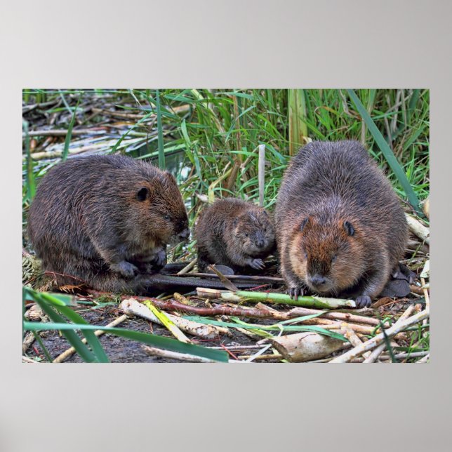 Póster Família Beaver (Frente)