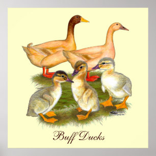 Poster Família Buff Orpington Duck