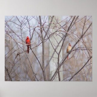 Poster Família Cardinal