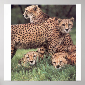 Póster Família Cheetah