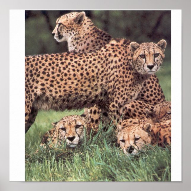 Póster Família Cheetah (Frente)